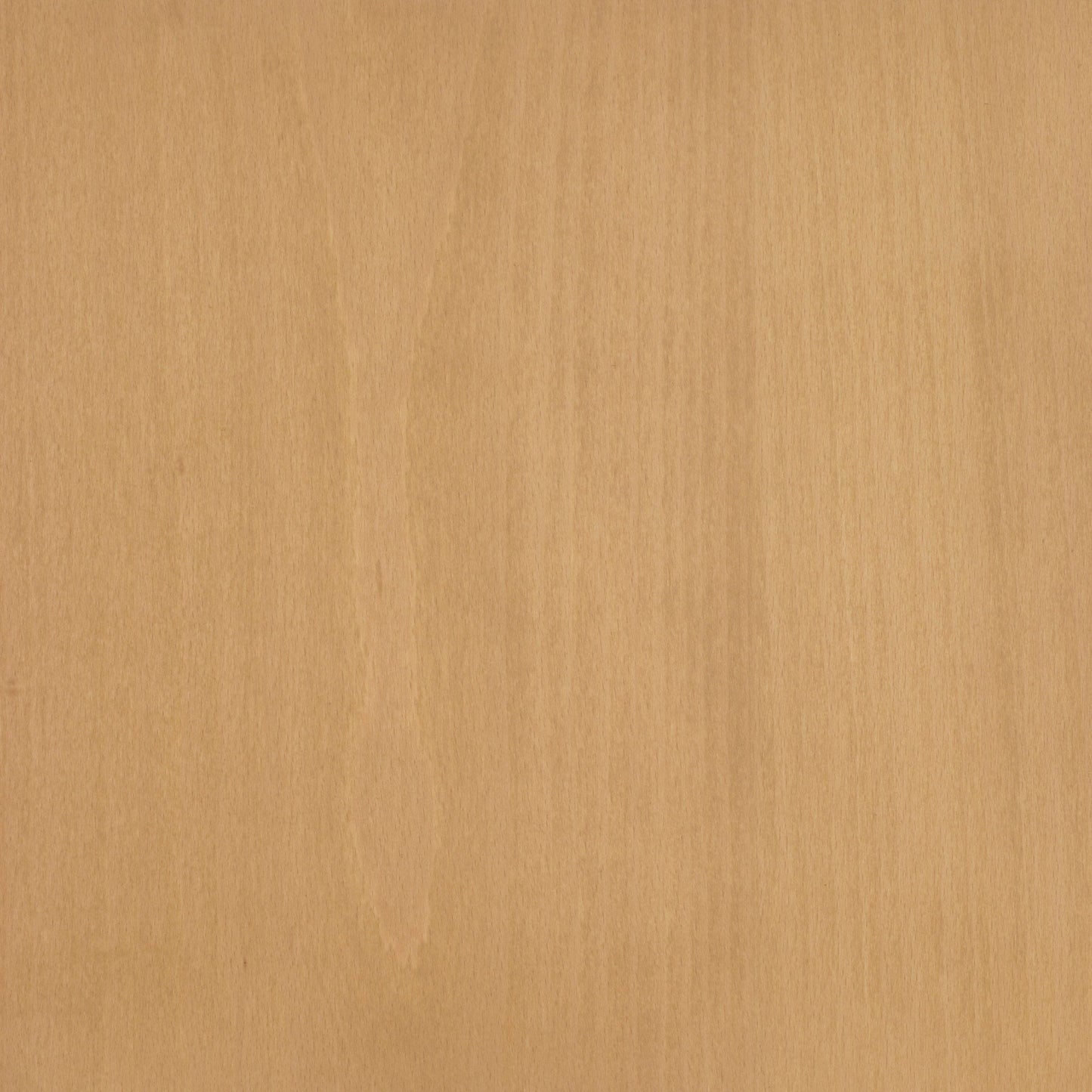 Beech